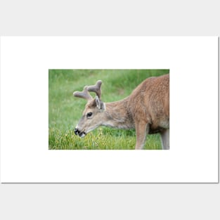 Black-tailed deer Posters and Art